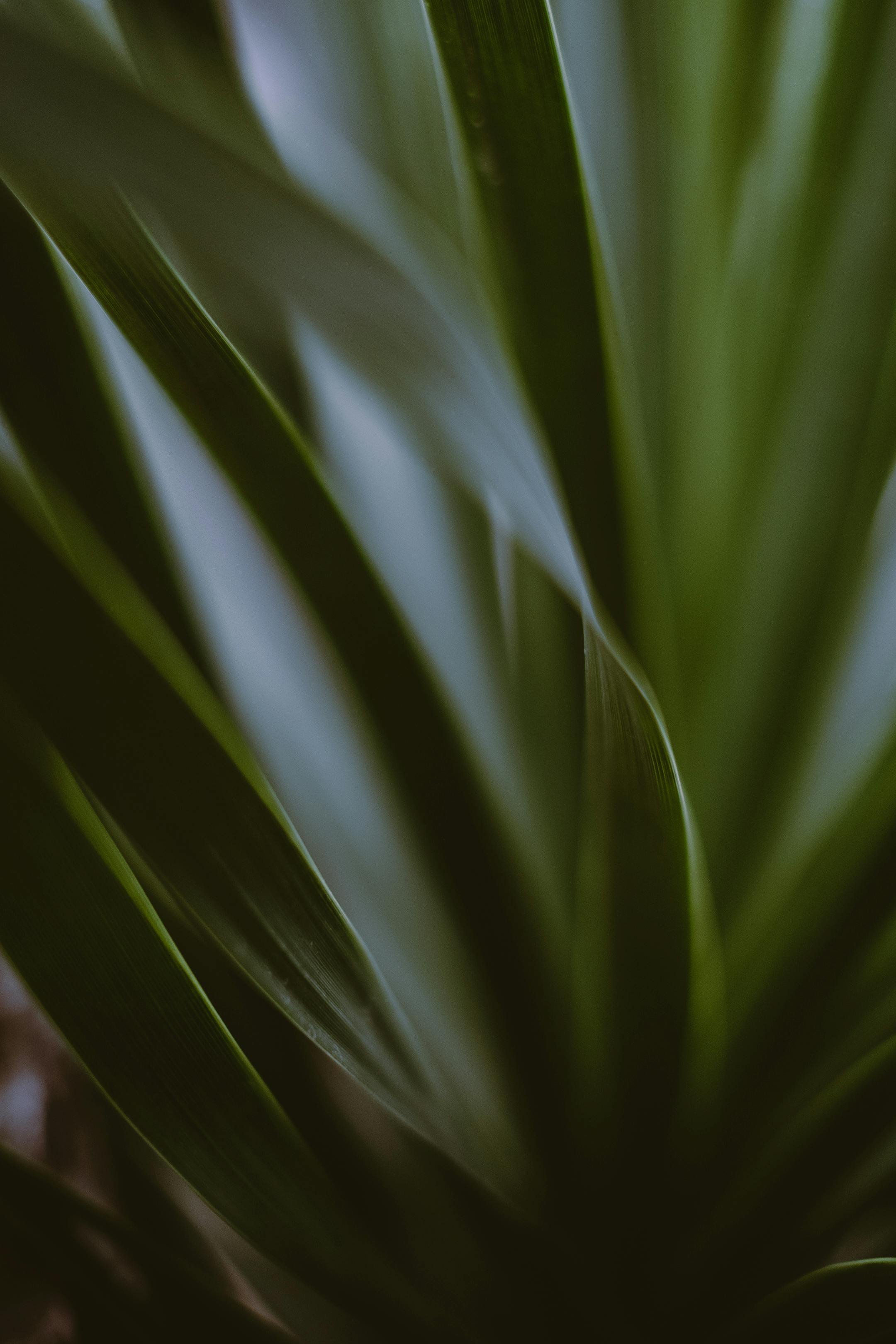 Image of a leaf with black overlay