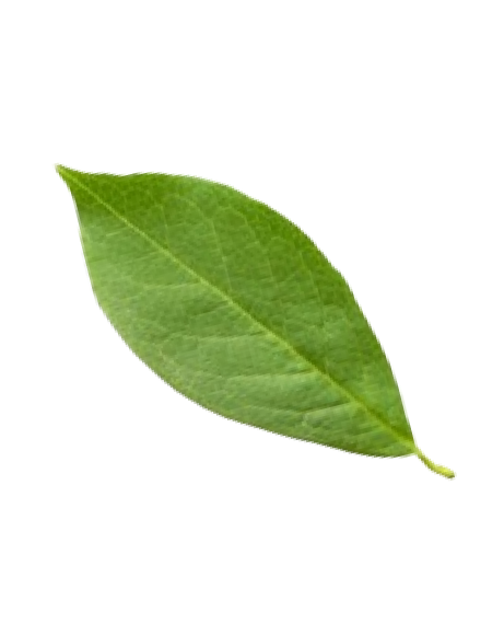 Image of a Leaf