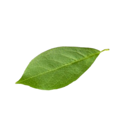 Image of a Leaf