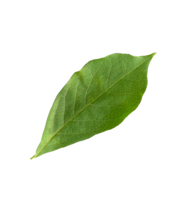 Image of a Leaf